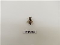 藏品(義大利蜂)的圖片